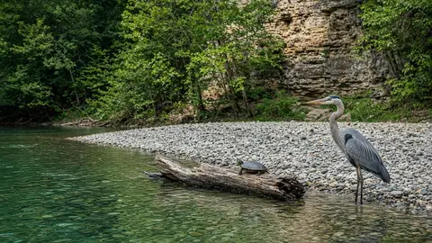 Great blue heron and a turtle on a log at a gravel bar